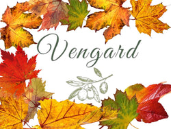 Wholesome by Vengard